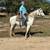 Fox Trotter Mare Broke to Ride - Lacey 2 thumbnail