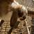 Mini Lop Young Does – 2 Available 1 thumbnail