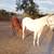 Stud stallion & filly colt 9 thumbnail