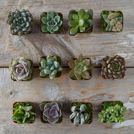 Plants indoor outdoor succulents various 1