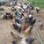 Chickens 1 thumbnail