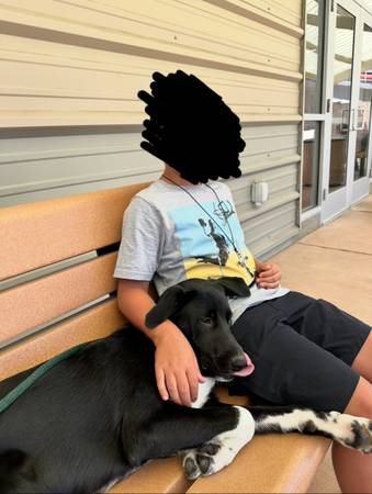 Borador (Border Collie/Labrador - Cachorro de 9 meses (Pleasanton)63658943152513122