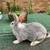 Flemish Giant Rabbits 2 thumbnail