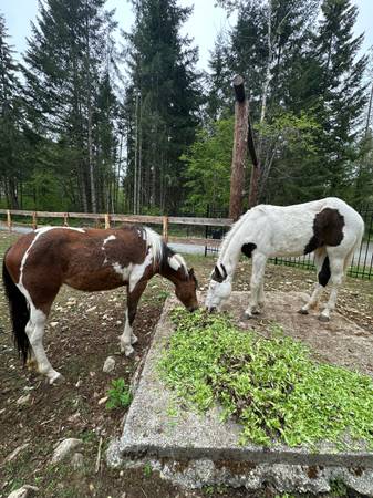 Horse 1