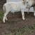 Katahdin rams 2 thumbnail