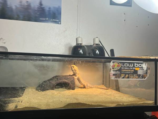 Rehoming a bearded dragon (Newton)63862001609859120