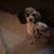Ckc toy poodle 3 thumbnail