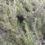 Free Rosemary's branches 2 thumbnail