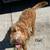 Goldendoodles 21 thumbnail