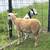 Weaned Ram 2 thumbnail