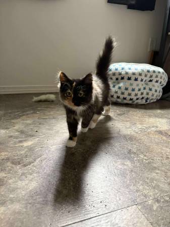 Long haired calico kitten!64287729627651120