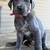 Great Dane 1 thumbnail