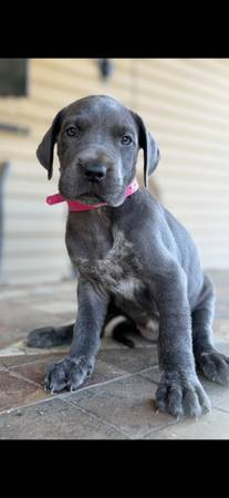 Great Dane 1