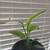 Plants! 3 thumbnail