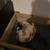 Puppy Whelping Box 8 thumbnail
