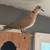 Doves 2 thumbnail