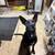 Dog 1 thumbnail