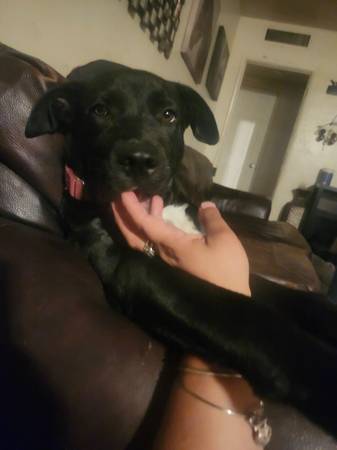 Found lab64014696731777123