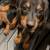 Doberman puppies 4 thumbnail
