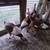 Bourbon Red turkeys 2 thumbnail