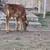 Jersey calf 3 thumbnail