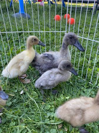 Ducklings 1
