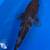 Koi fish 8 thumbnail