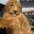 3 month old Standard poodle 1 thumbnail