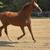 Husband/ trail/ lesson horse 16 thumbnail