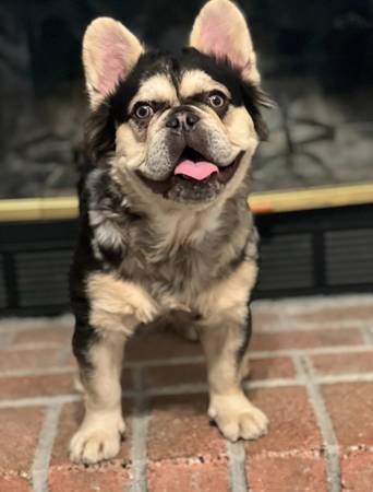 Fluffy Frenchie63860185986179121