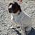 German shorthaired pointer 3 thumbnail
