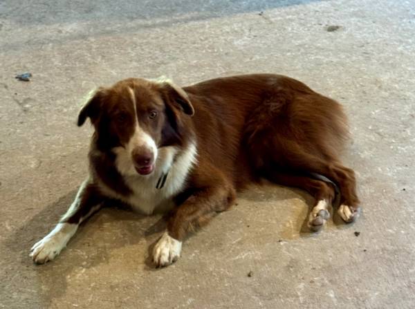 Rehoming Female Aussie (Youngsville)63980297339522122