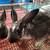 Rabbits 9 thumbnail