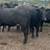 Angus heifers 1 thumbnail