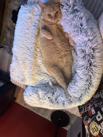 Loving Cat in need of home (Globe)63967288872706123