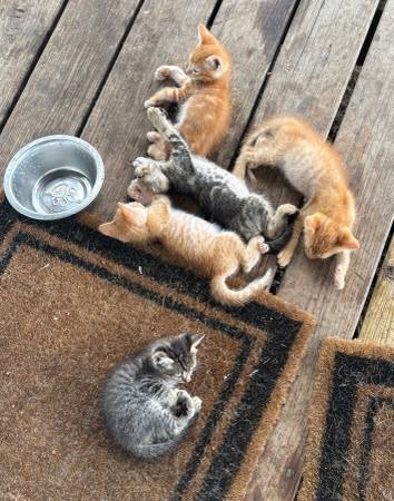 Free Kittens (Holdenville)