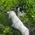 Border collie needs home asap 3 thumbnail