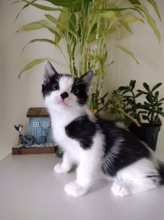 Kittens available (Newark)63950516147843120
