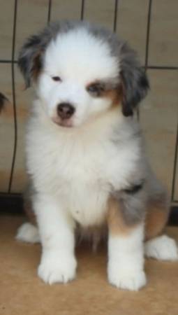 Mini/Toy Aussie to Rehome (Leighton)