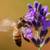 Trade Beehive With Bees for Laptop 4 thumbnail
