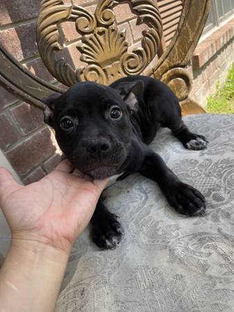 Cachorros bravucones (Houston)63859315773955122