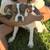 Frenchie/bully puppy 2 thumbnail