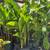 privacy hedge Plants 11 thumbnail