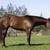 AQHA Mare 3 thumbnail