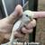 *** BABY PARAKEETS *** ready end of September 6 thumbnail