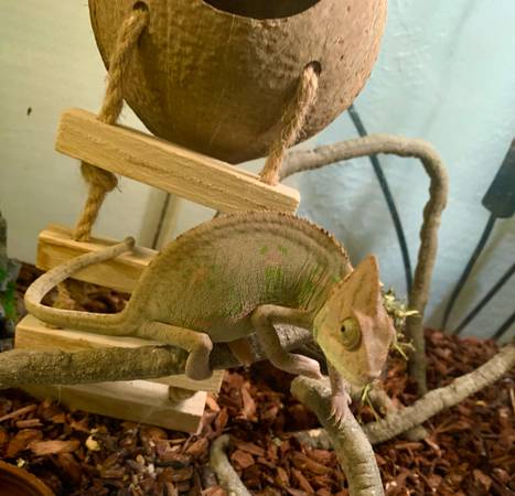 Chameleon (Wichita Falls)63852007238785120