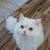 Rehoming persian cat 1 thumbnail