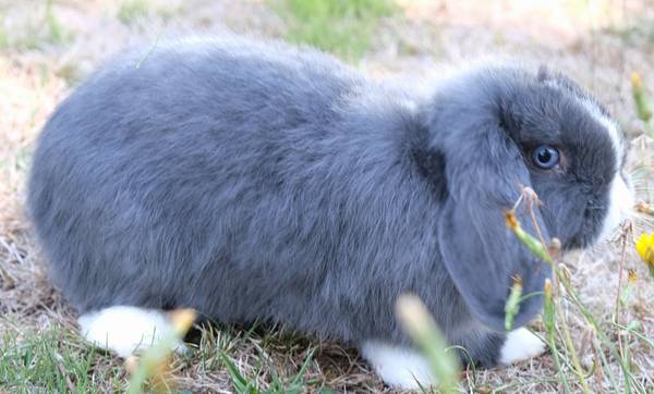 Macho holandés lop (Vernonia)63842373532675122