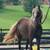 FOR ADOPTION - Heartland Equine Rescue -11yr Rocky Cross Pony 17 thumbnail