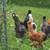 Silkie Roosters 2 thumbnail